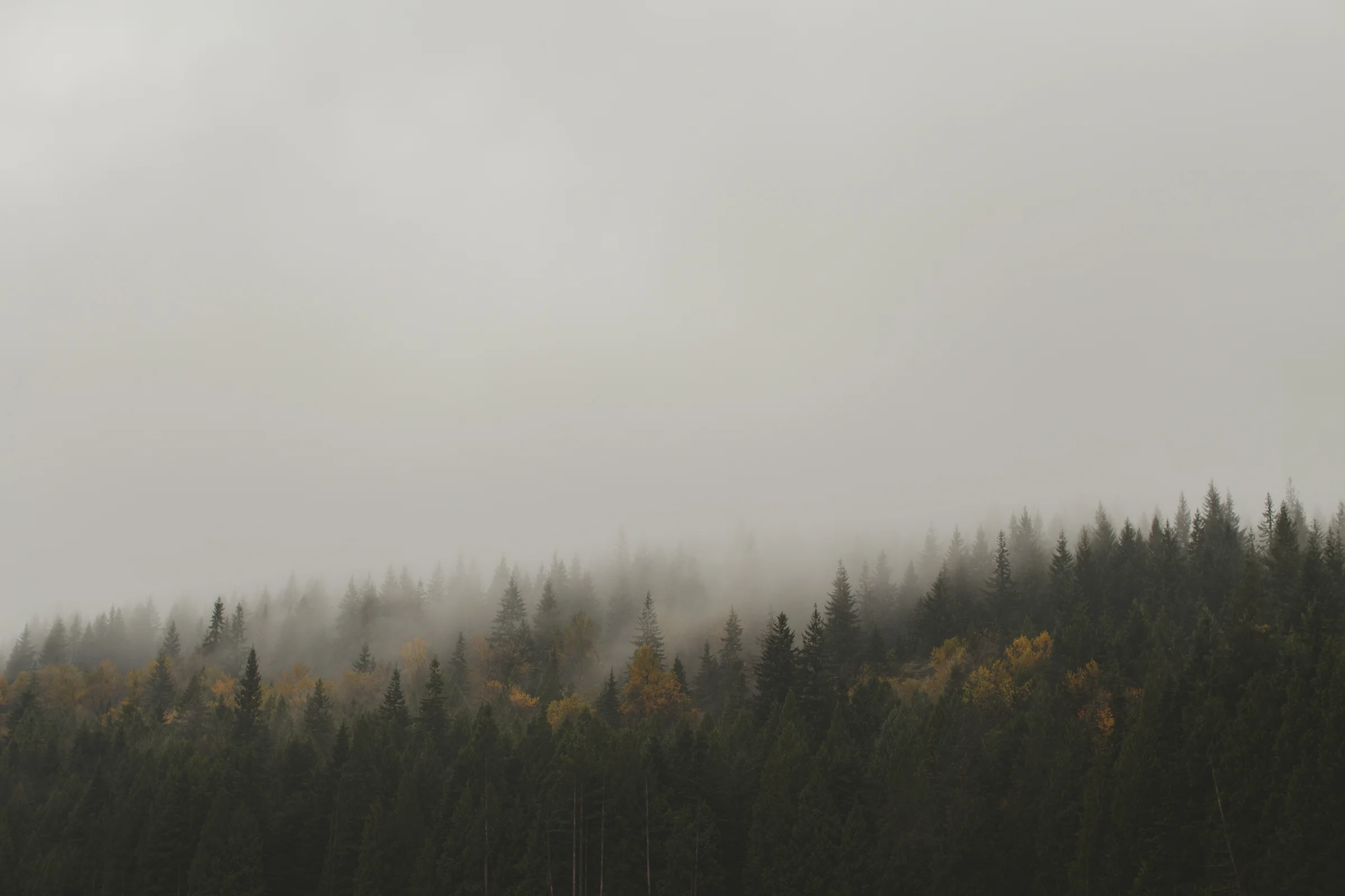 Fall meets Fog.jpg