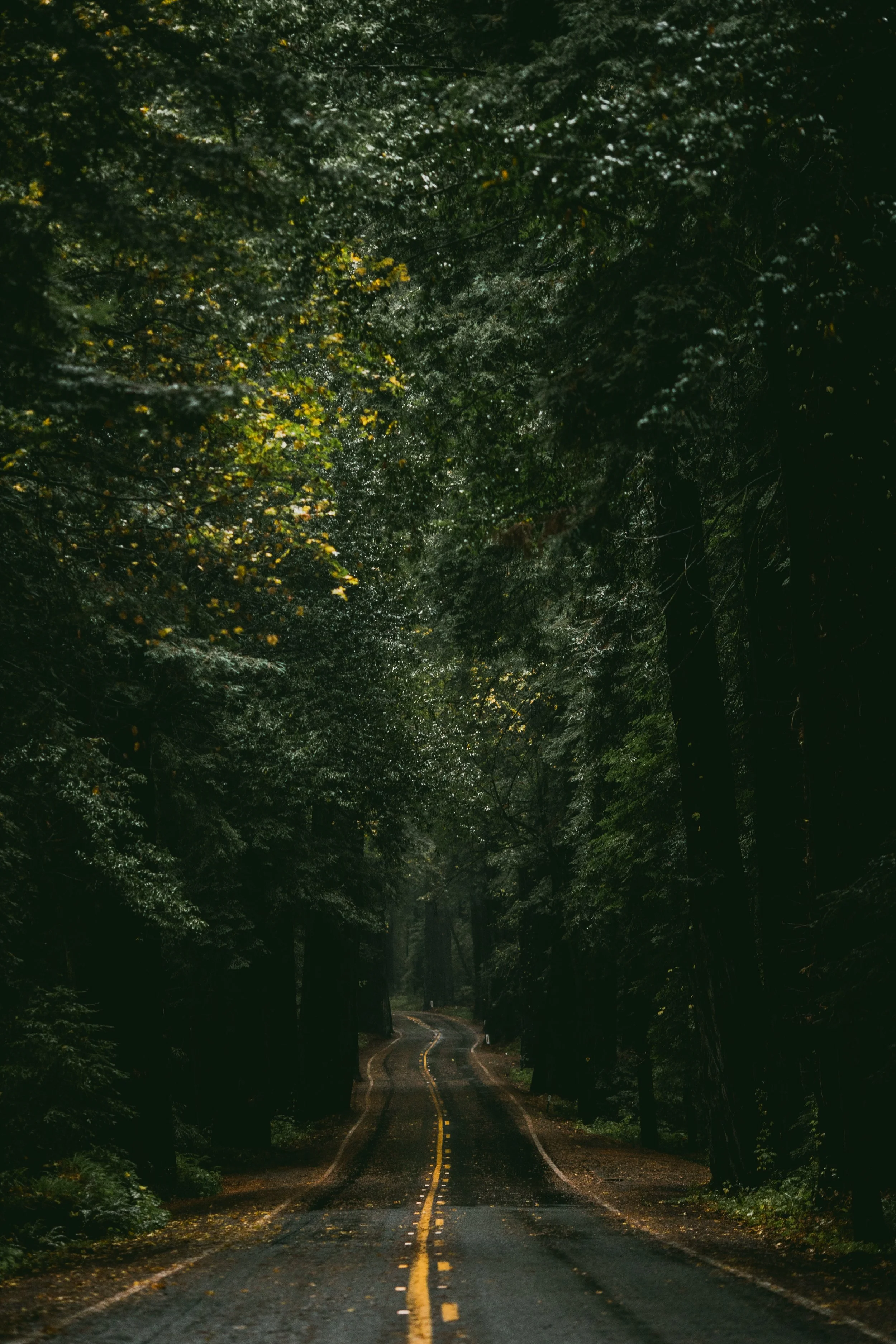 Avenue of the Giants.jpg