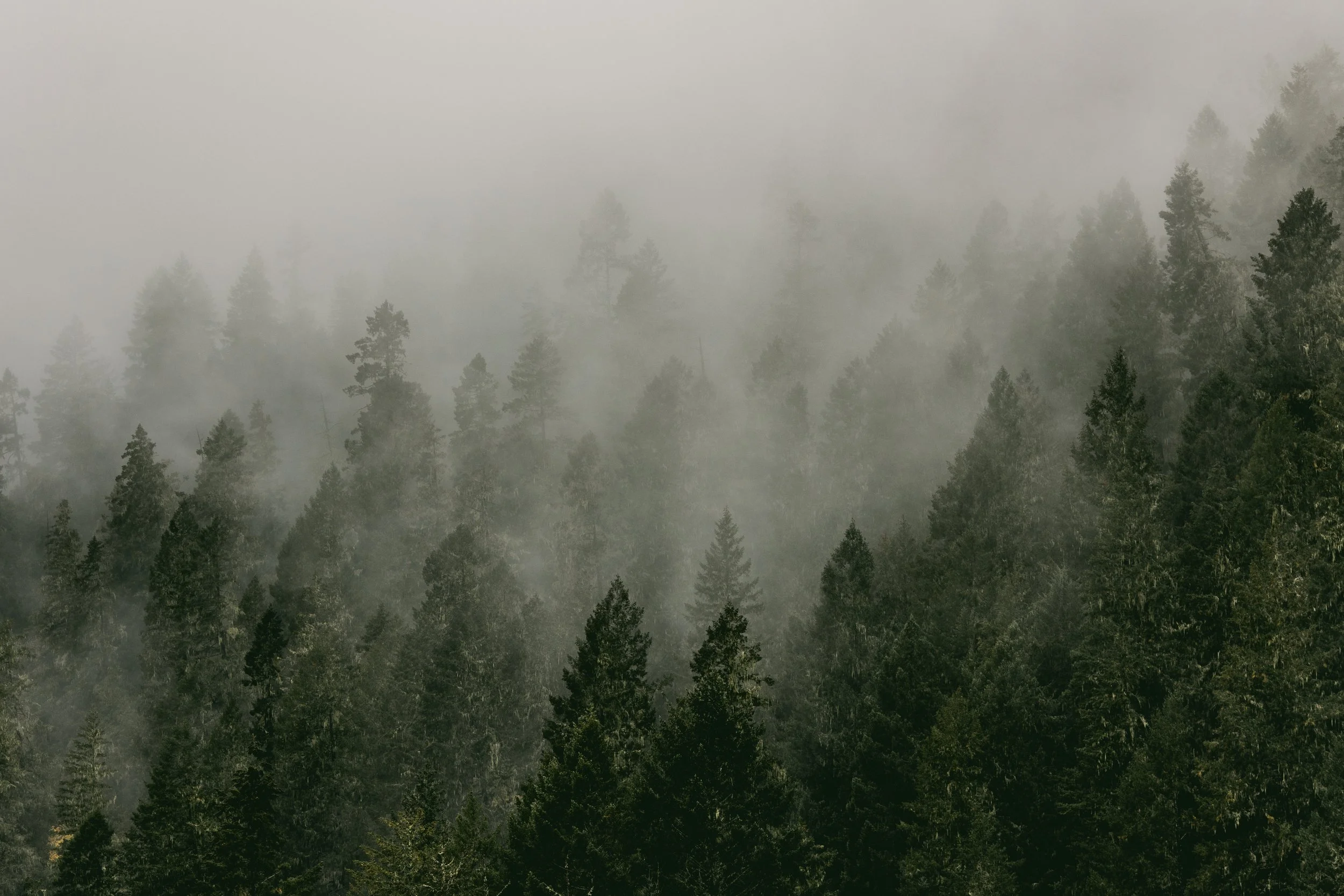 California Fog.jpg