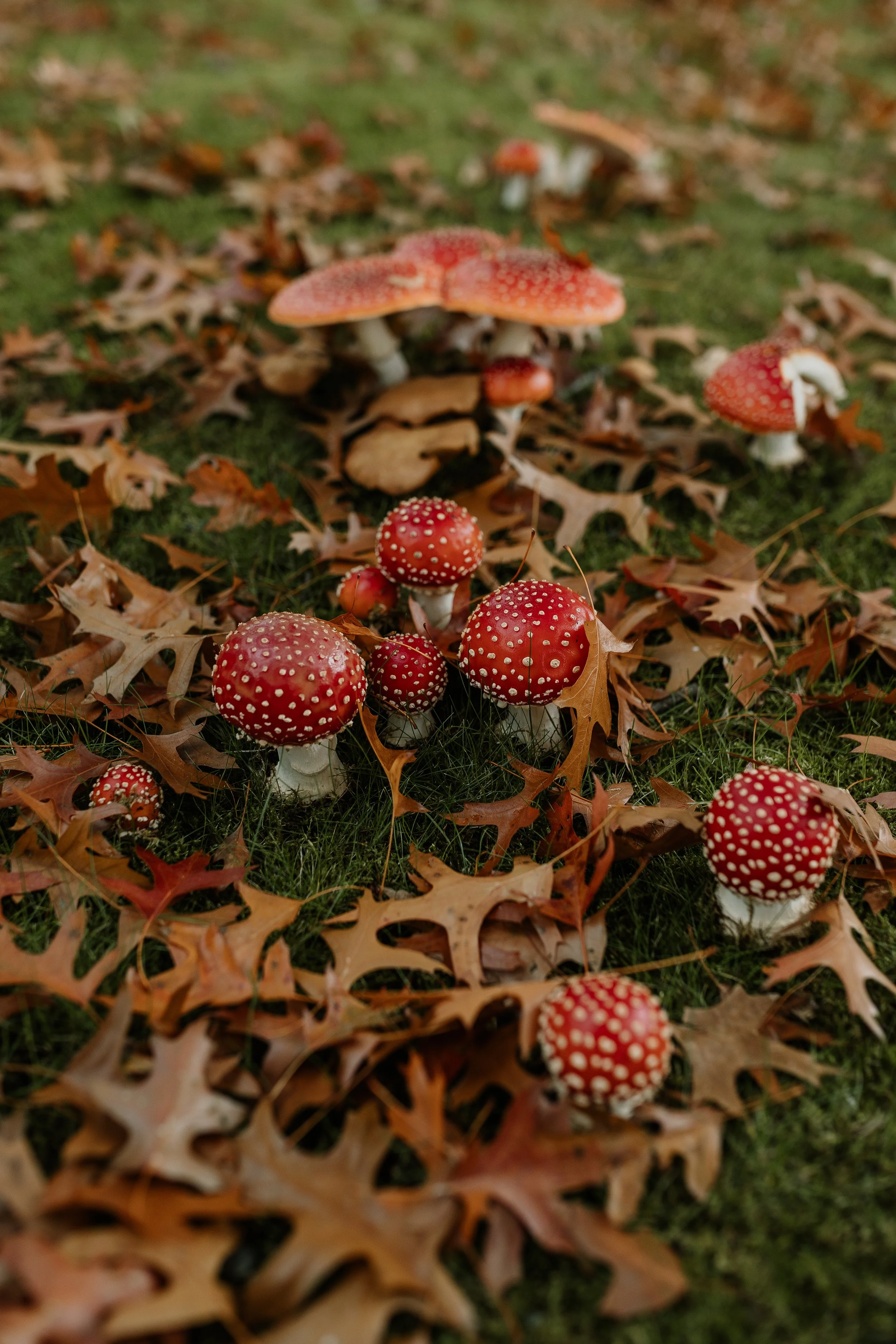 Burnaby Fly Agarics-47.jpg