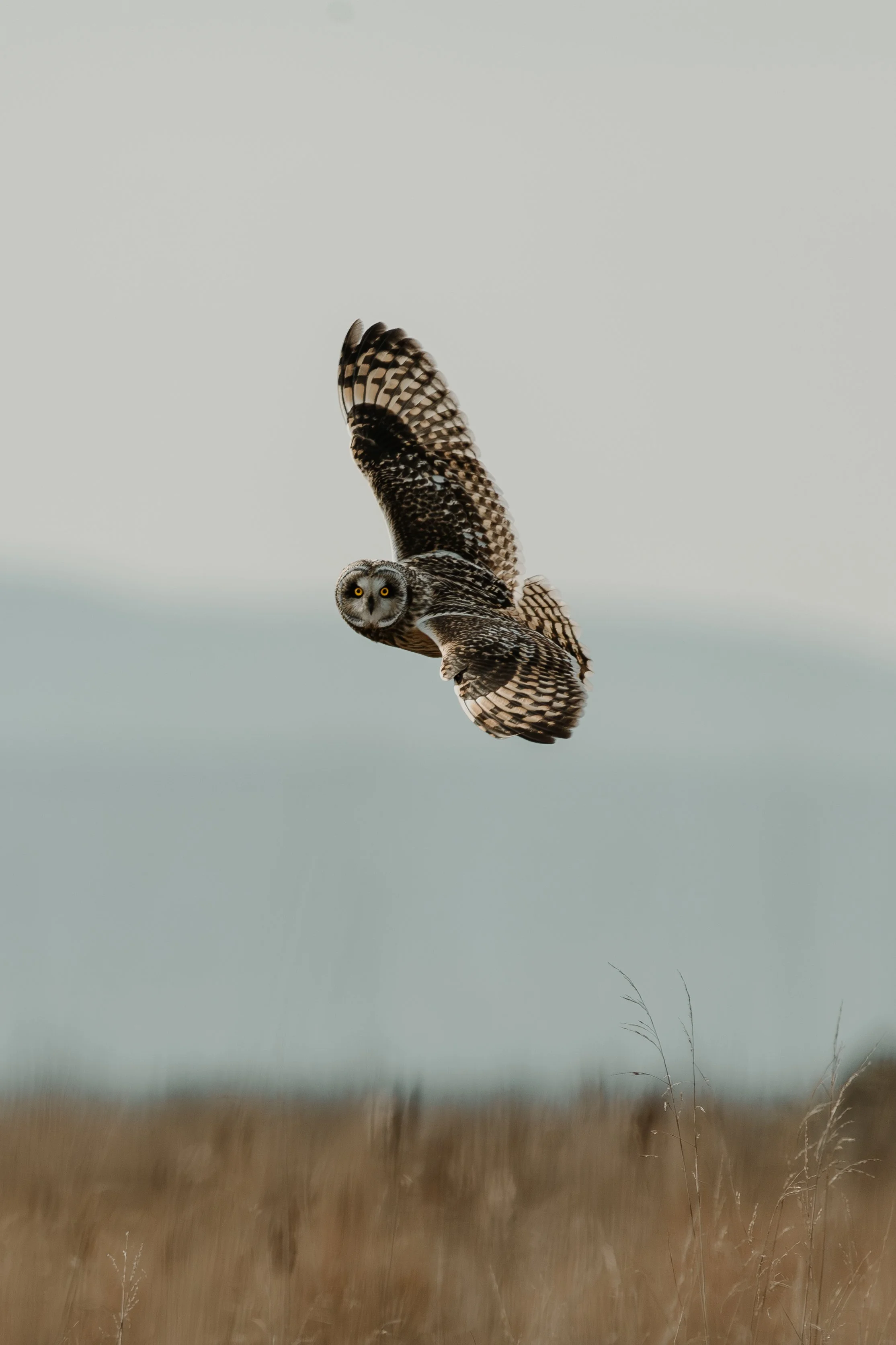 Delta Jan 20-137.jpg