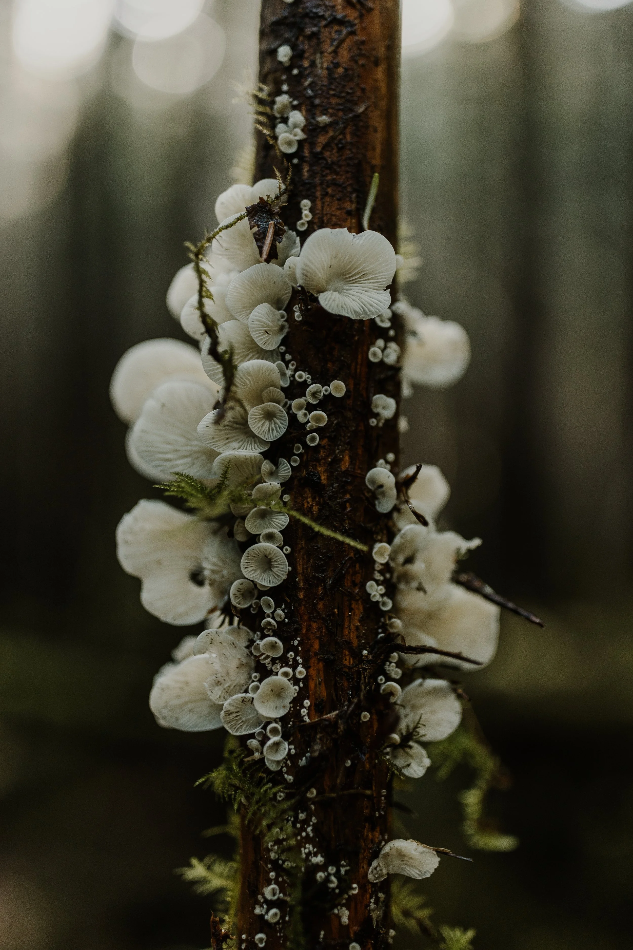 Ukee Personal-251.jpg