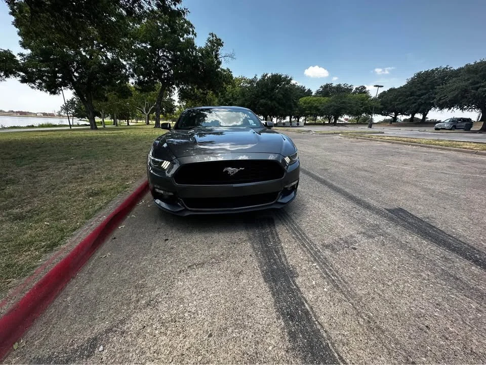 mustang 10.jpg