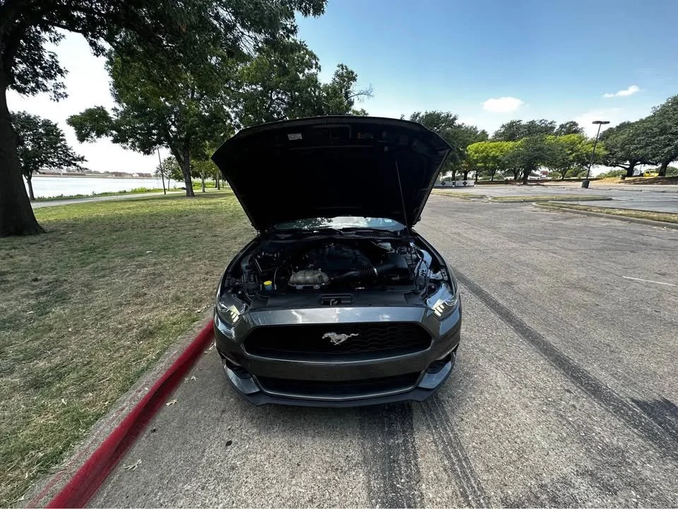 mustang1.jpg