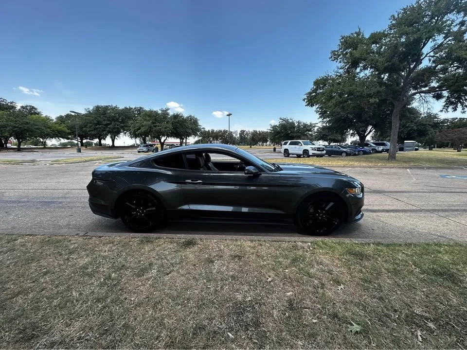 mustang 9.jpg