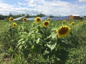 Sunflowers in sunflower field in front of solar panel field with blue skies overhead