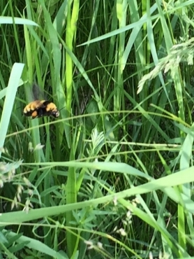 Bee buzzing in between blades of grass