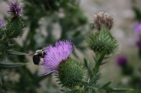 Bee pollinating flower in high definition with purple flower and green spiked stem