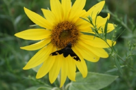 Bee pollinating yellow sunflower
