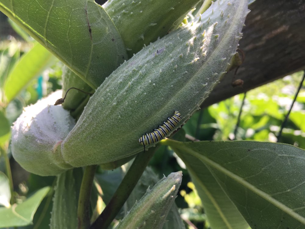 Look for monarch caterpillars and butterflies in your own yard or garden! They grow up fast!