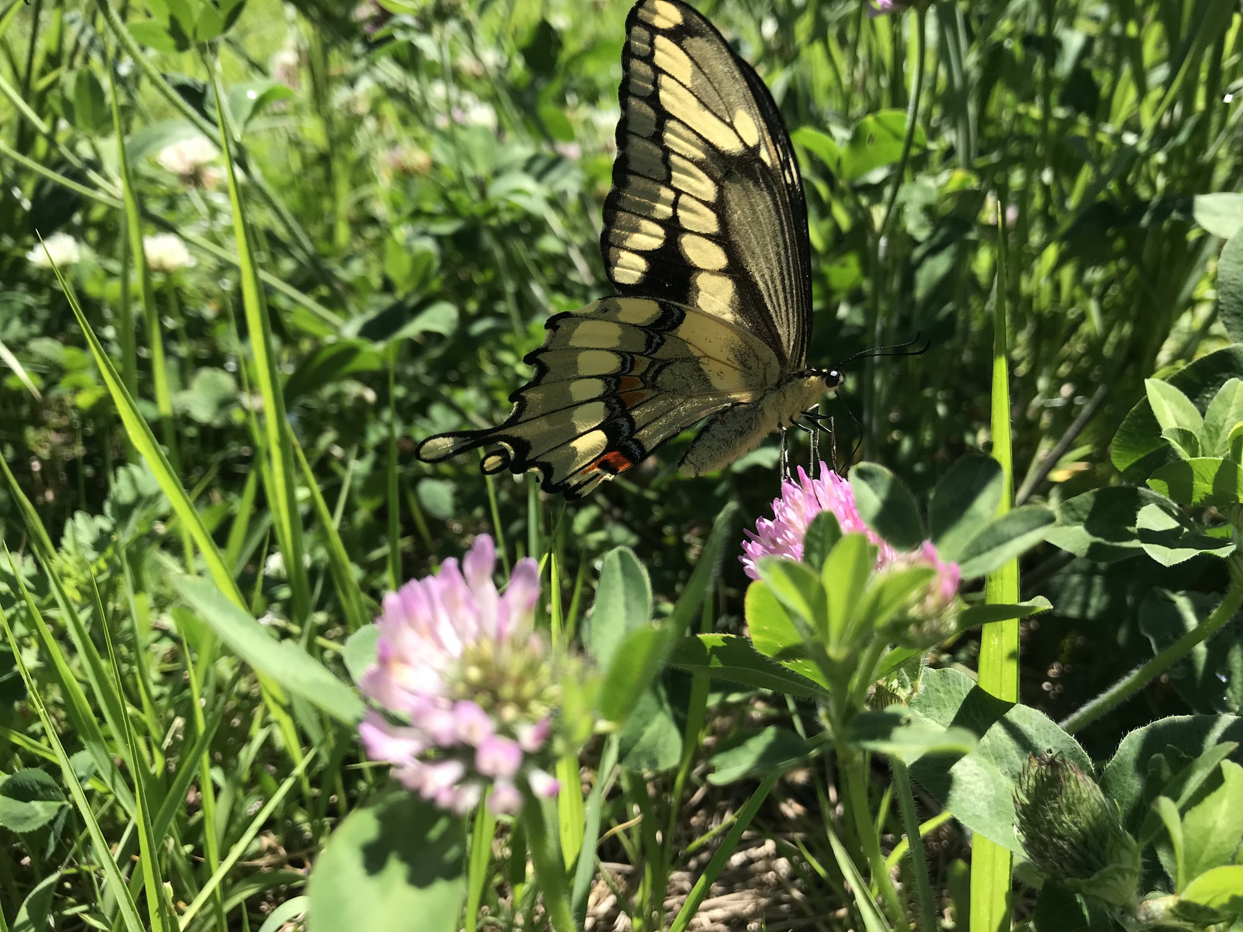 Images of success from our New Haven solar field! 