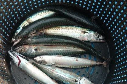 Holy Mackerel!