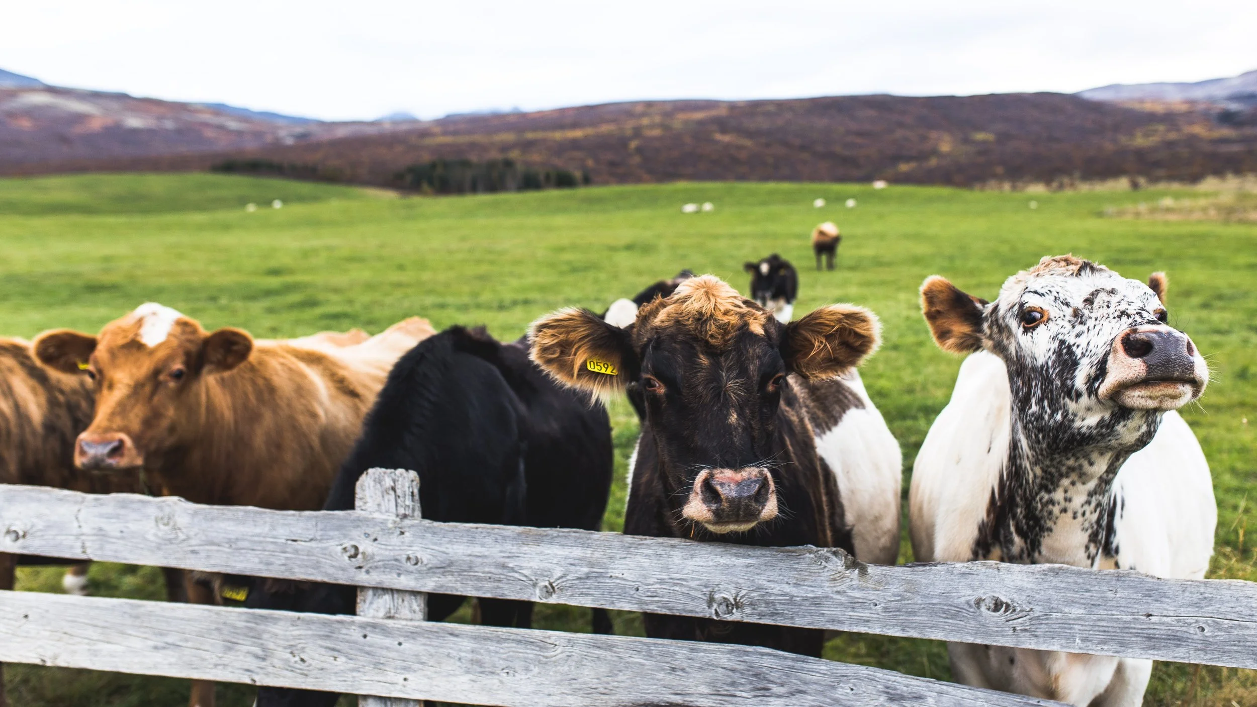 Buying Local with Hudson Valley Harvest