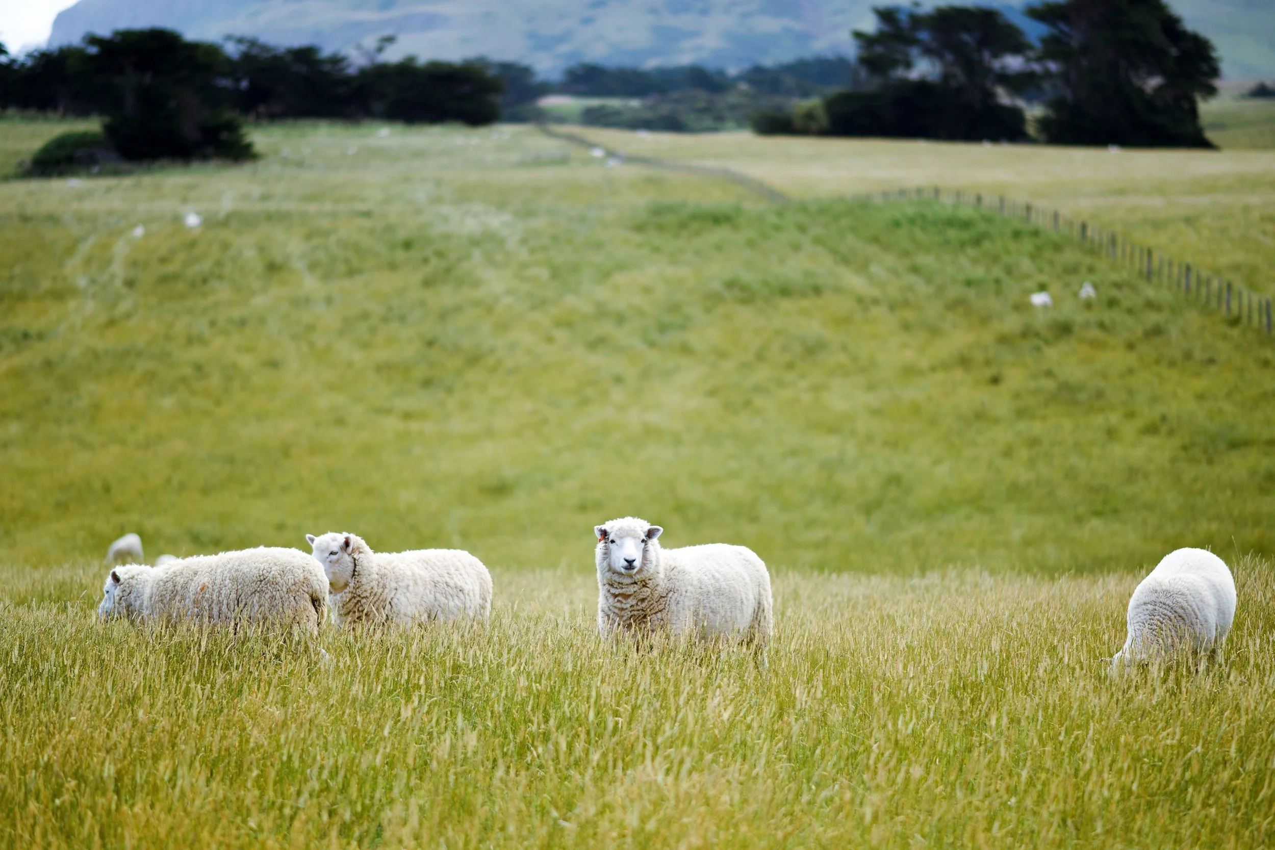 On Being a Responsible Omnivore - 3 Reasons Pasture-Raised Meat is the Best Choice