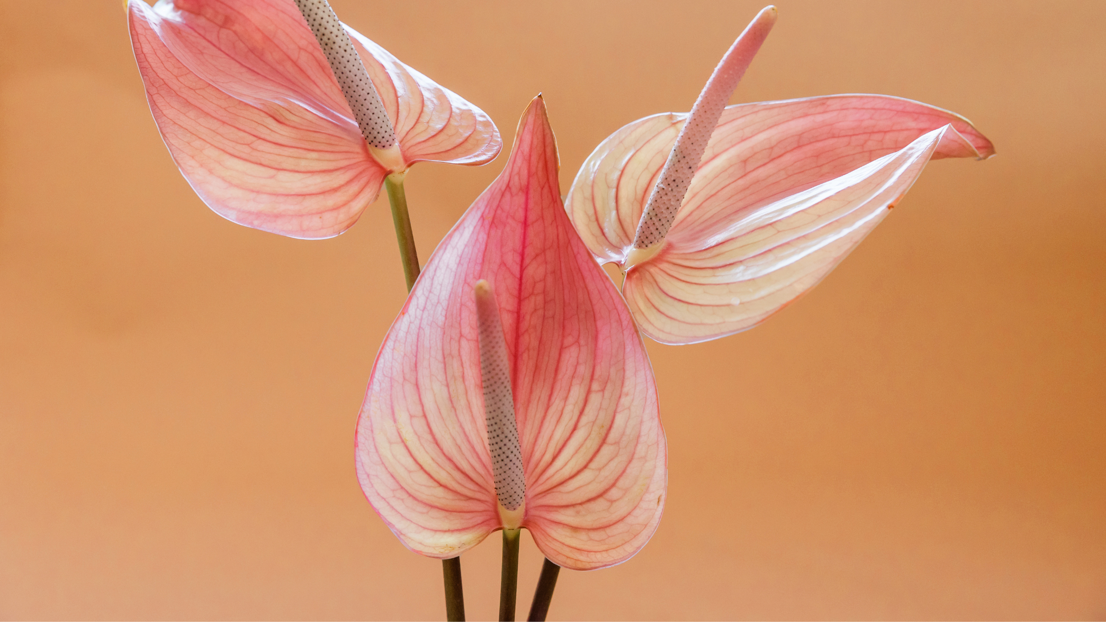 PCOS: What You Need To Know