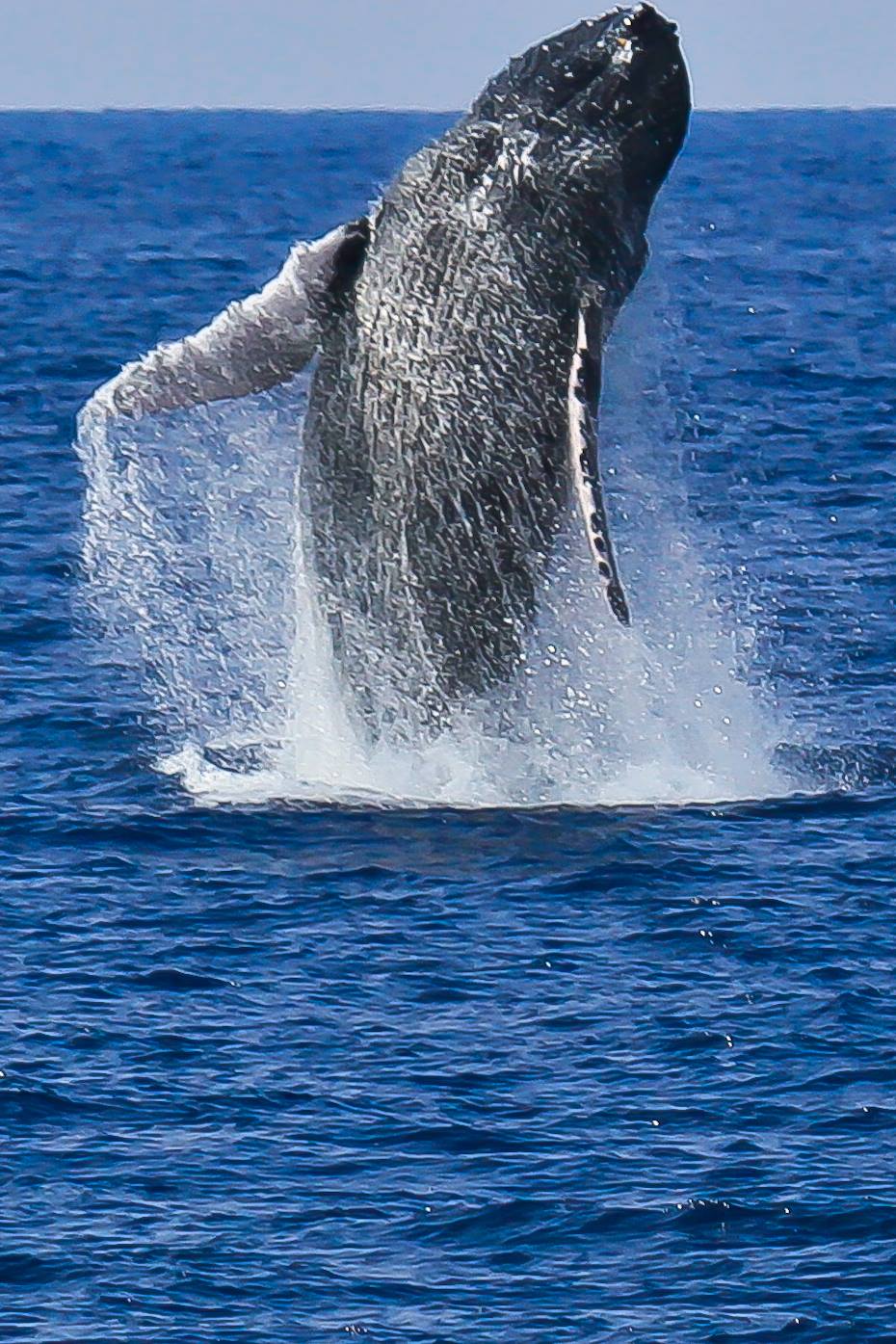 Whale Breach.jpg