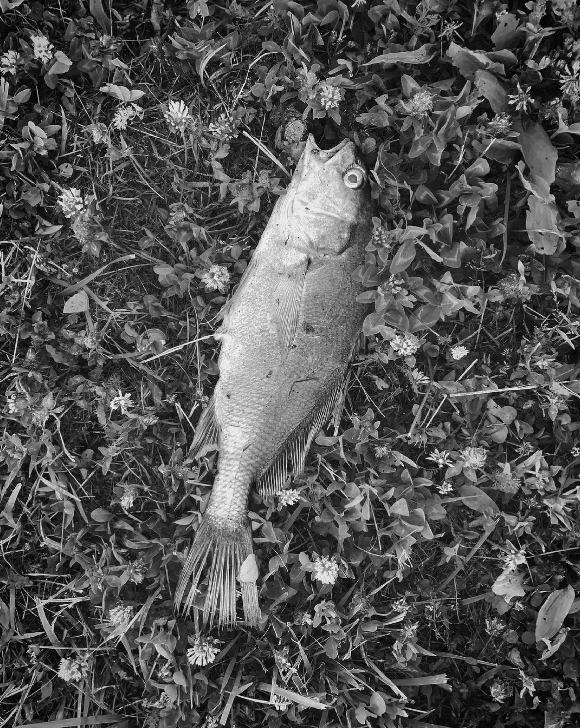 Screen Shot 2022-10-22 at 1.15.00 PM.png