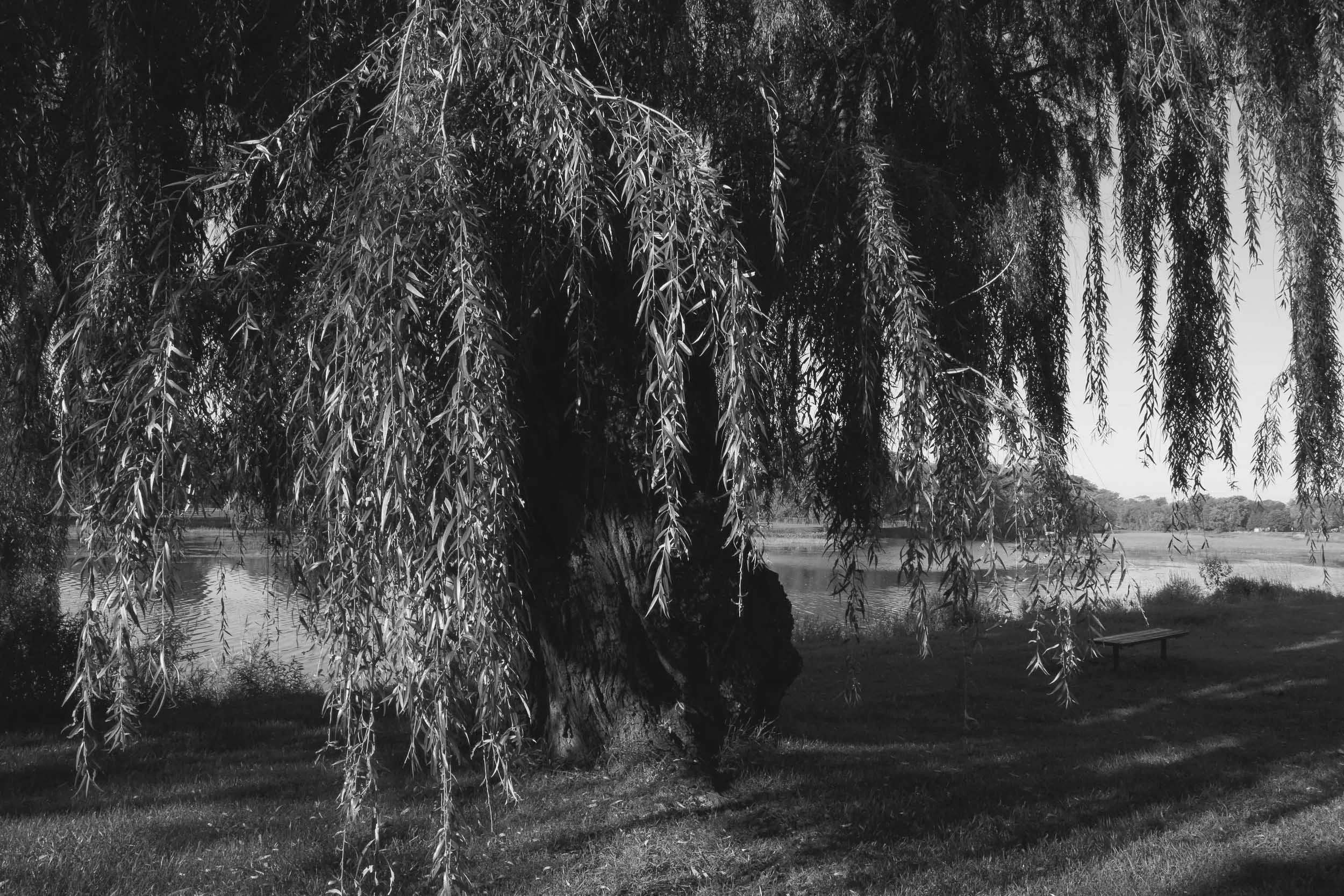 _06A6809color copy.jpg