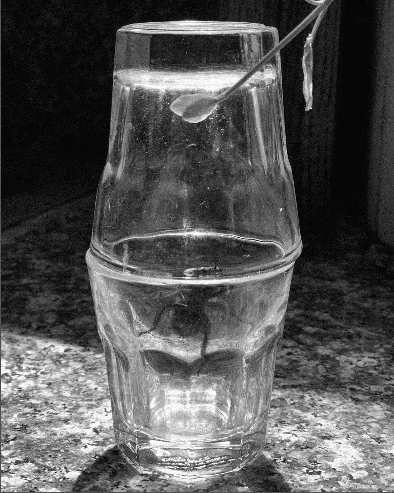 Beeinshotglasses2020 copy.jpg