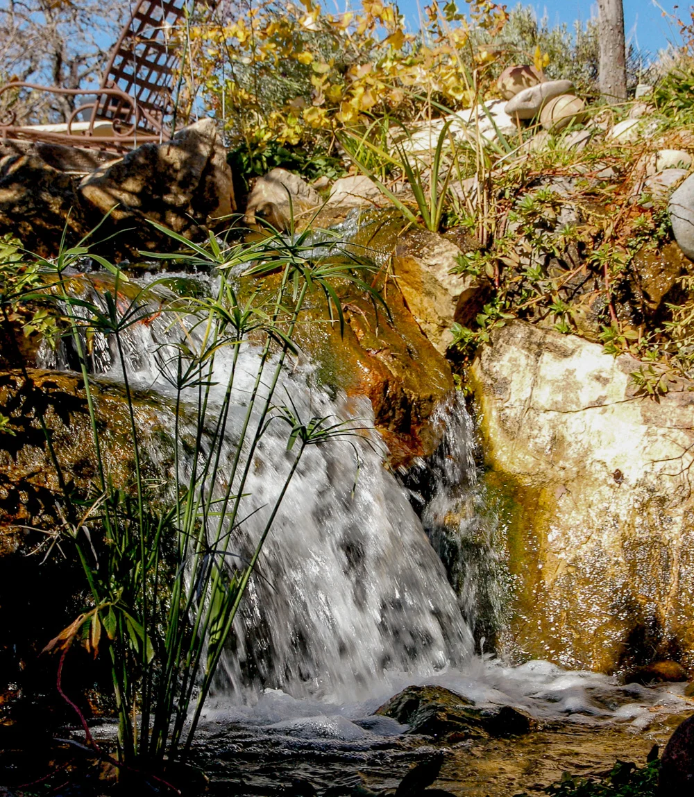 water and sprightly sedges.jpg