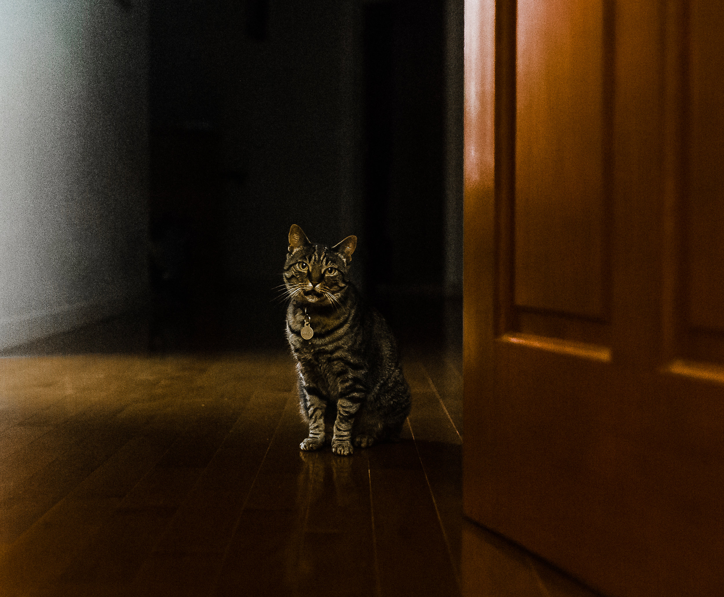 Maui Pet Photographer