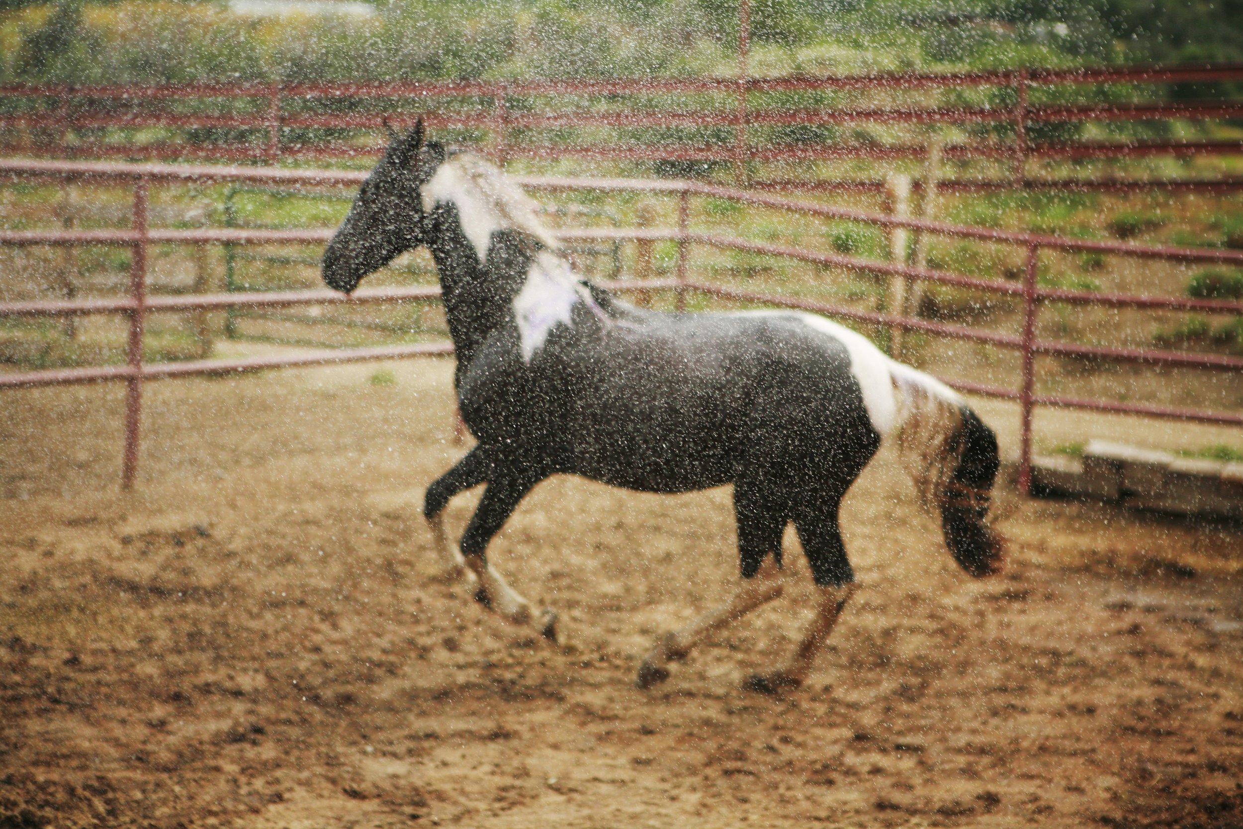 8x12 aspen horse bath.jpg