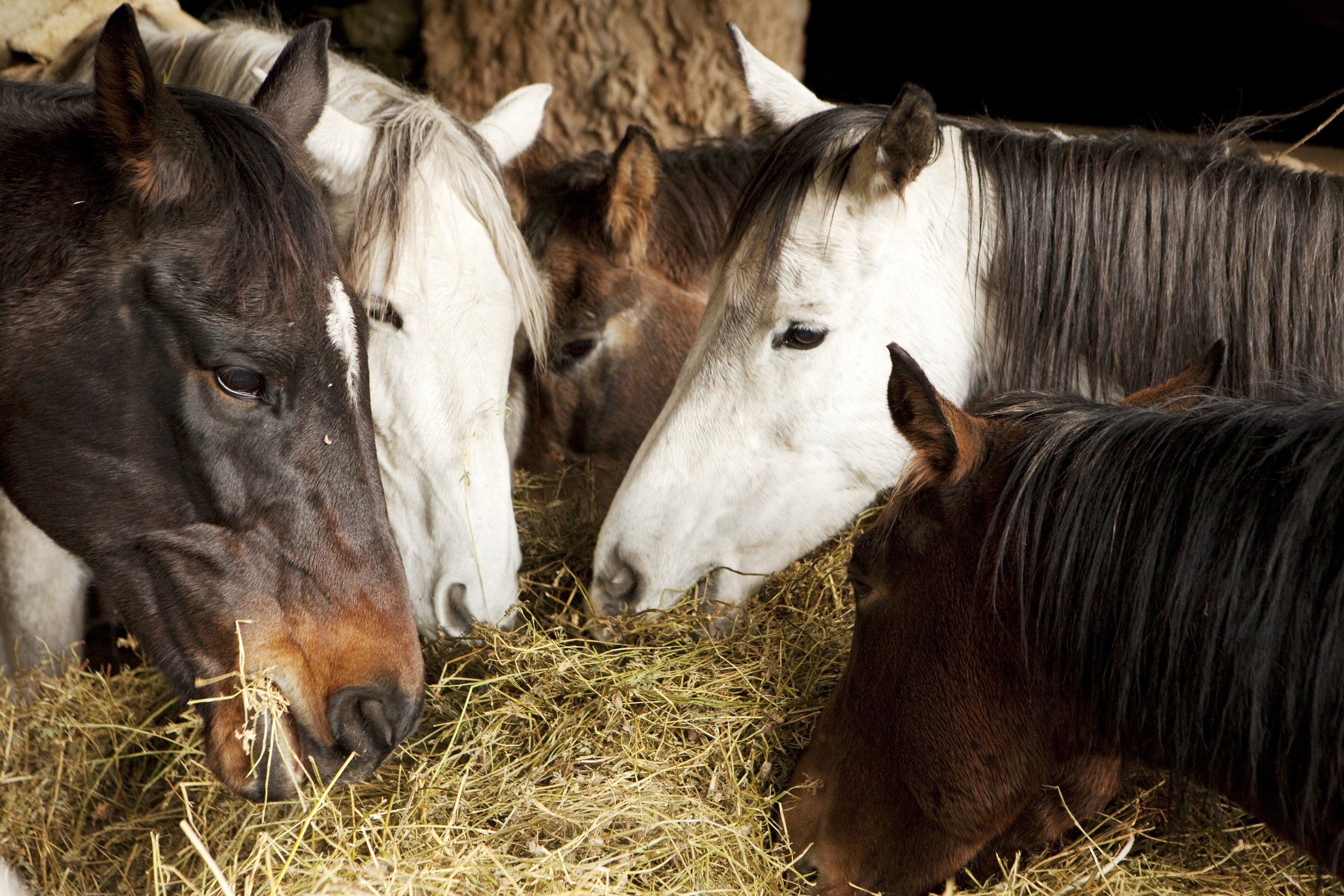 8x12 horse heads eating tuscany.jpg