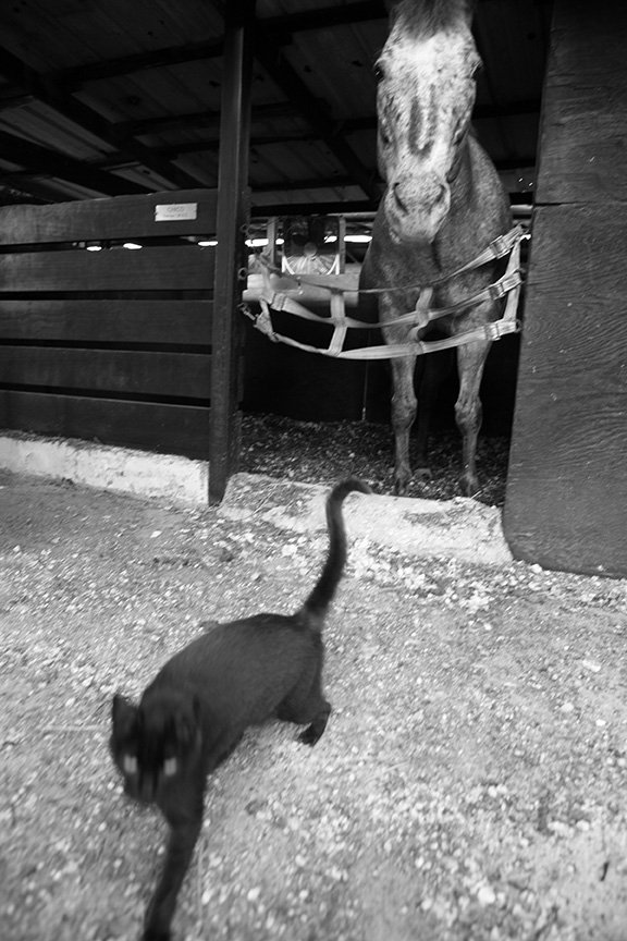 web 8x12 cat horse barn copy.jpg
