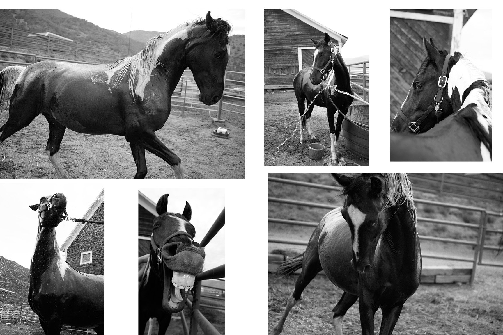 webetsy horse bath 16x24 copy.jpg