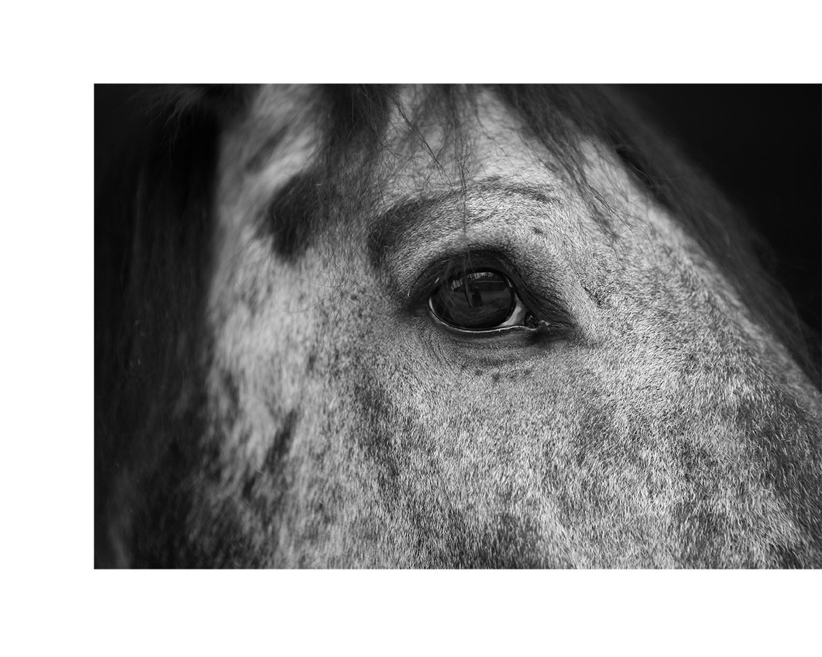 web horse eye psd.jpg