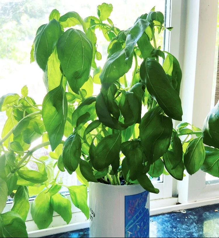 quick tip: grow basil indoors.