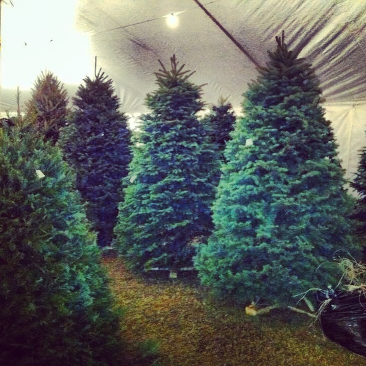 Patton Christmas Trees has an assorted selection.