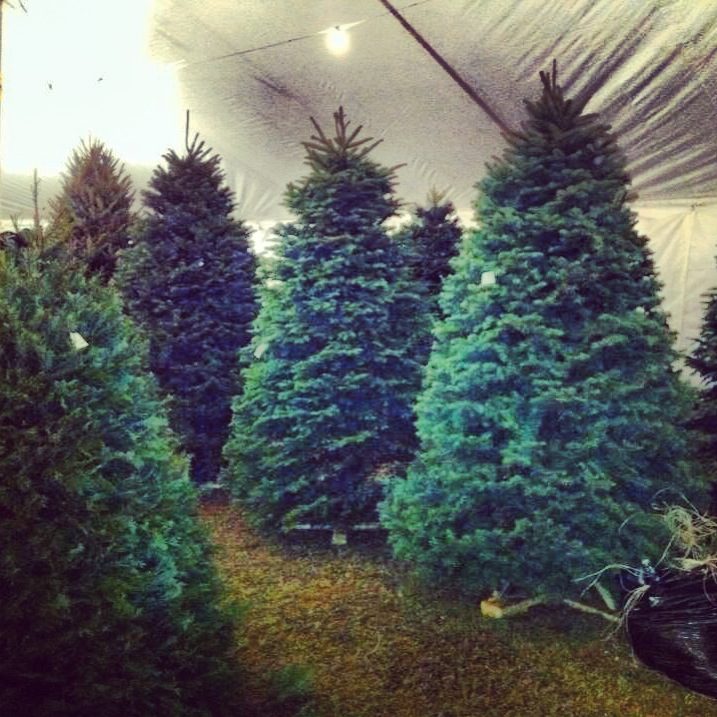Patton Christmas Trees For Sale Delivery Dallas Tx