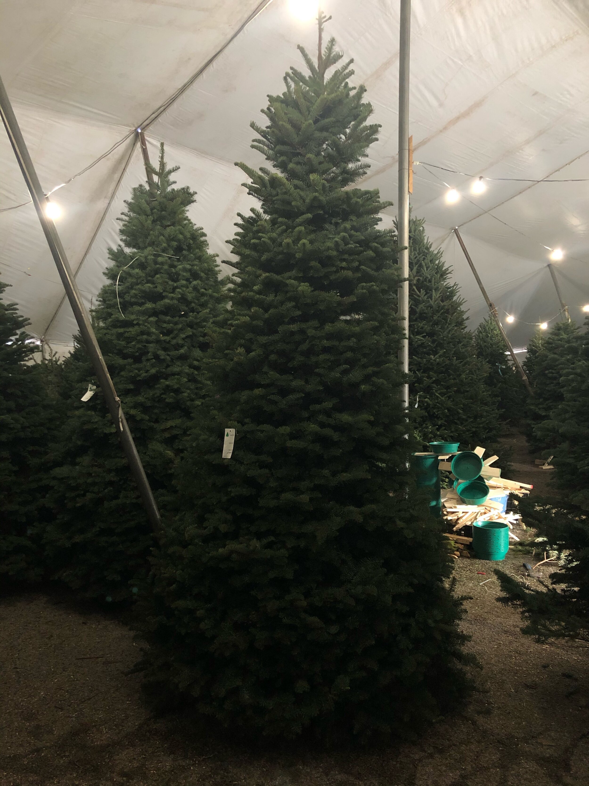 Come pick out your perfect tree today.