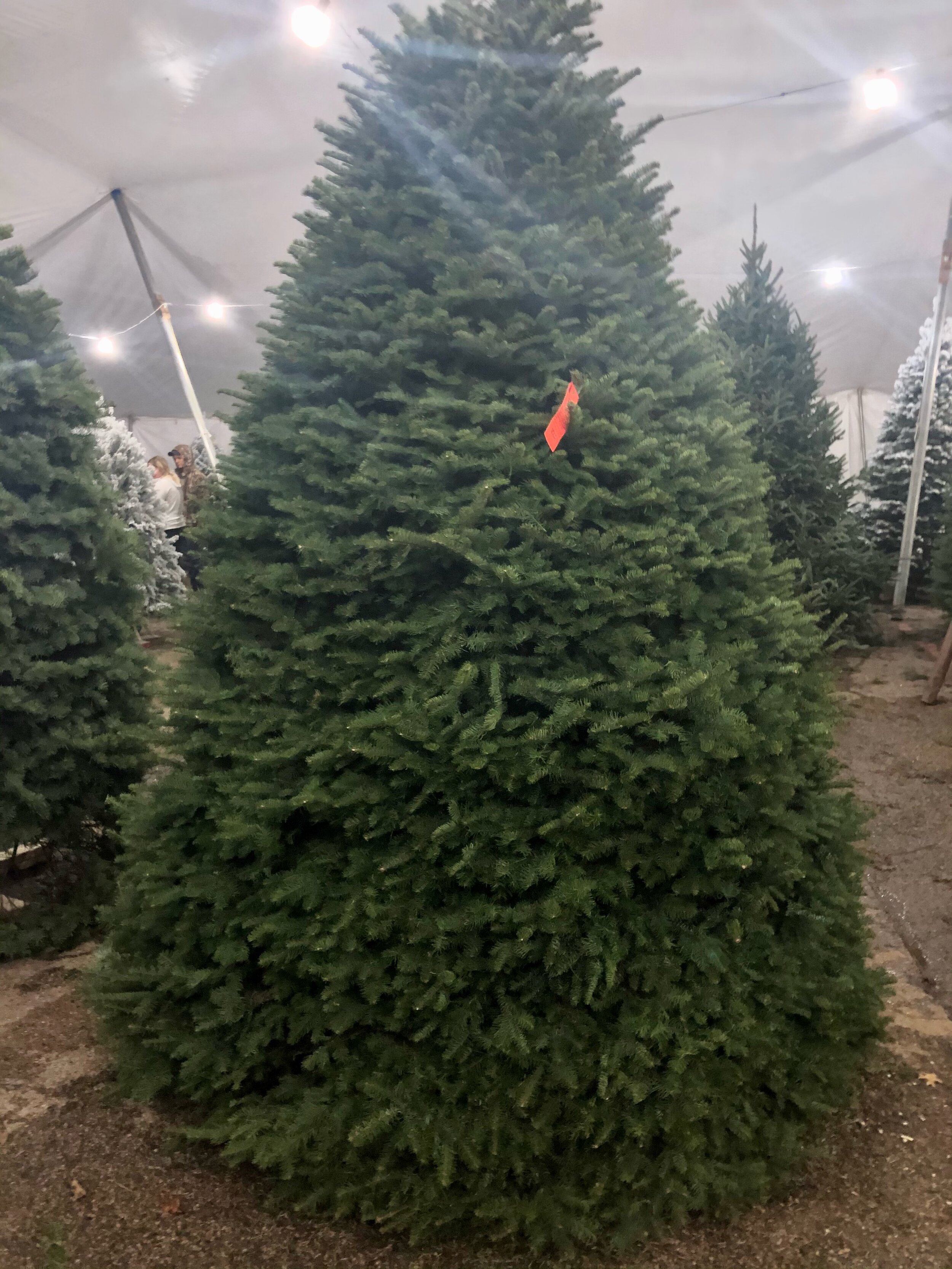 We give each tree a fresh cut before going home with you.