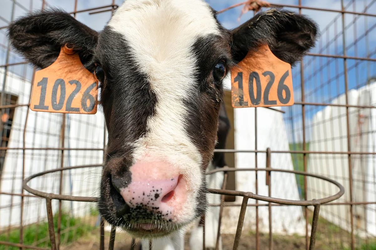 Calf-PtReyes-KellyJOwen.jpg