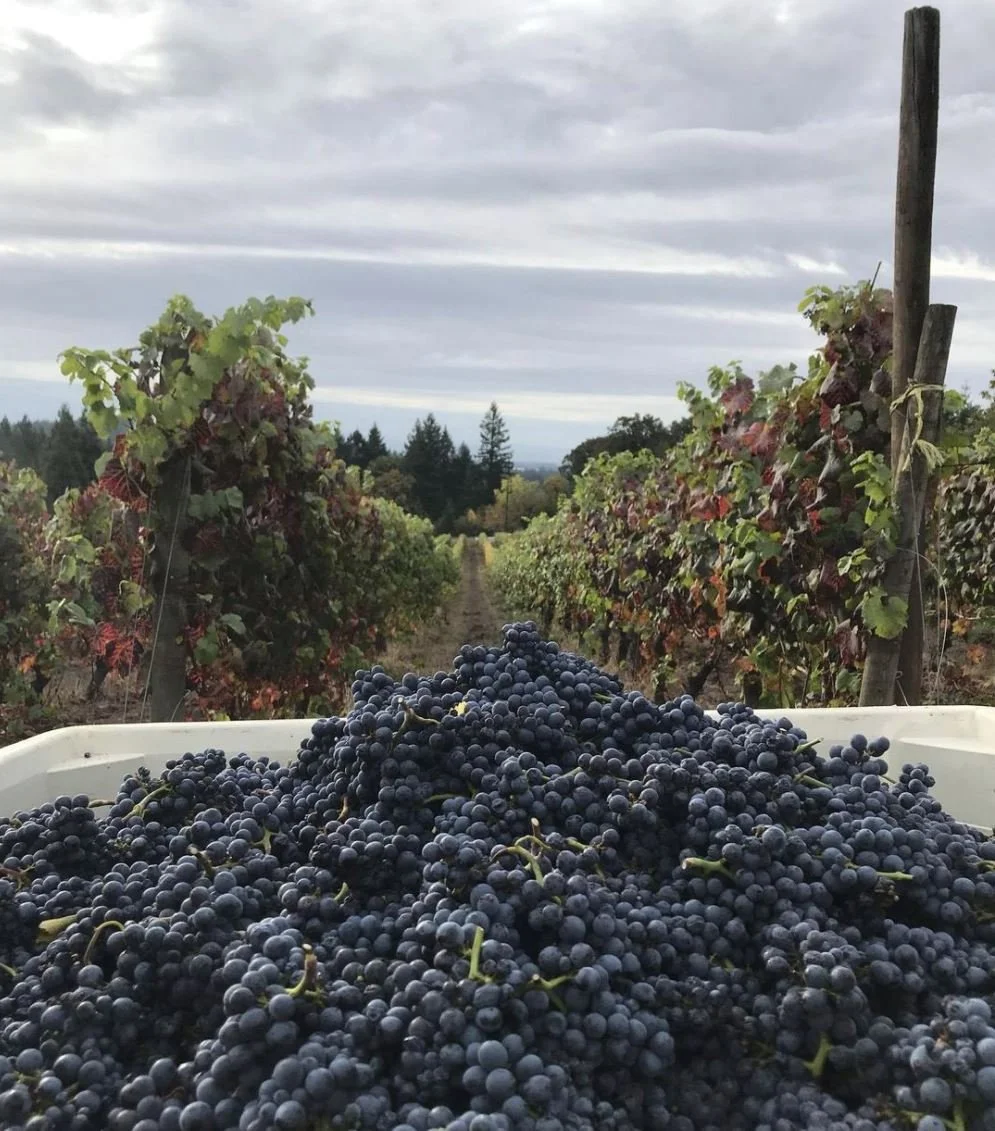 WINE TASTING - HOLIDAY WINES