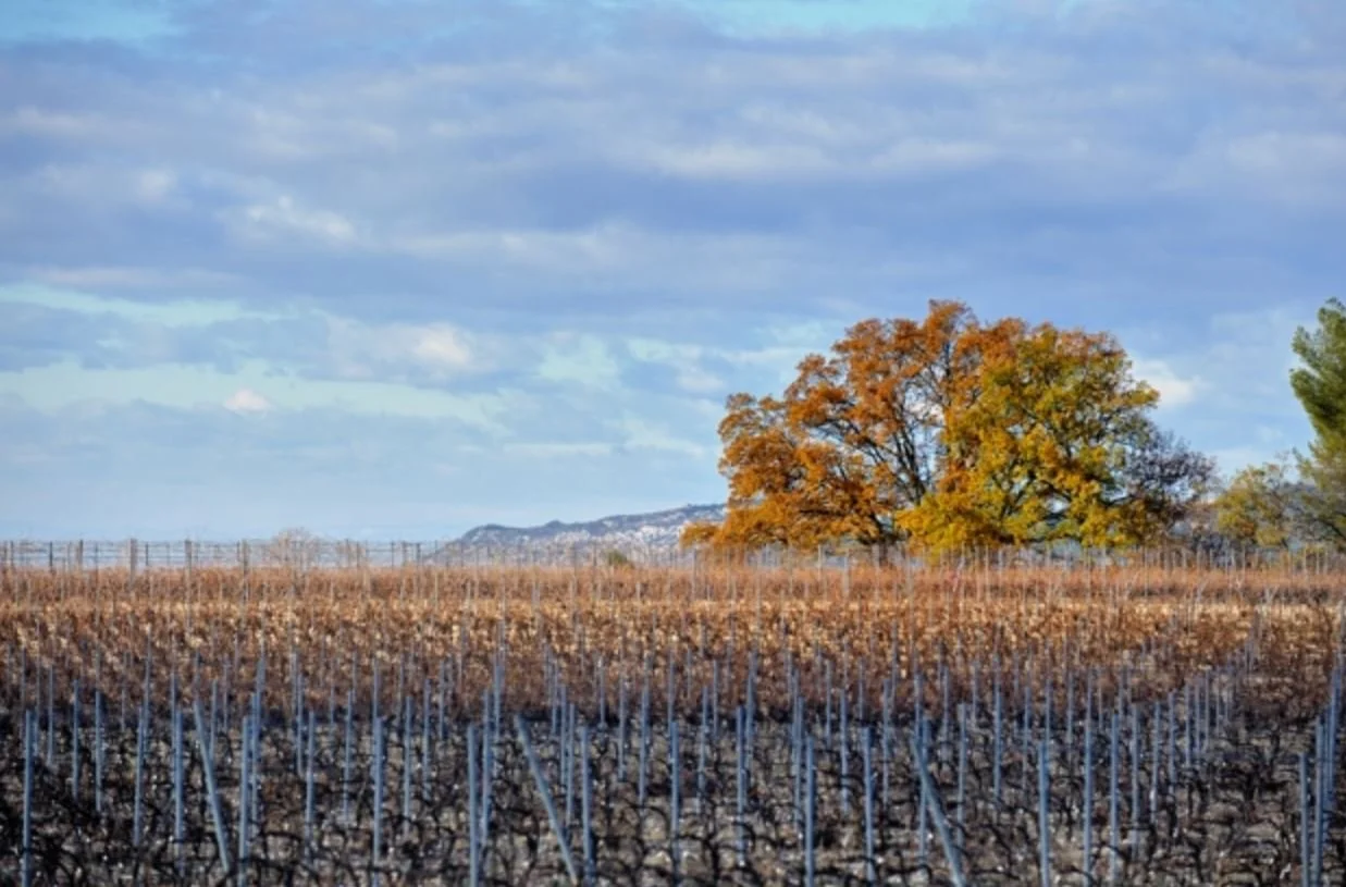 WINE TASTING - LANTERNA  