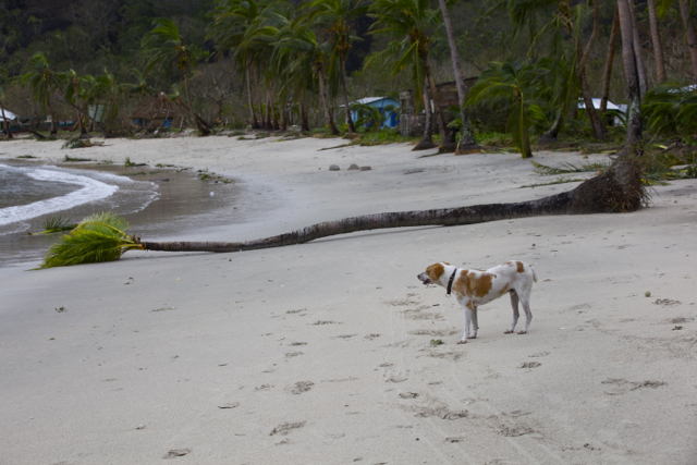 elena-levon-fiji-cyclone-winston-yalobi-village-waya-island-yasawa-truth-government-us-peace-corps-cowards-fiji-tourism-religion-76.jpg