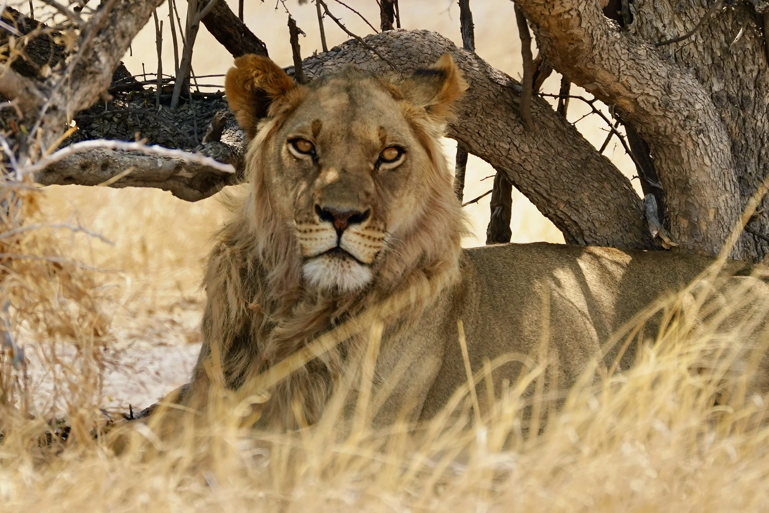 african-safari-wildlife-leopard-lion-nomadic-life-elena-levon-alone-woman-authentic-solo-overland-global-raw-expeditions-women-traveling-alone-how-to-travel-independent-explorers-epic-wild-adventure-epic-adventures-tips-secrets-off-the-beaten-track.jpeg
