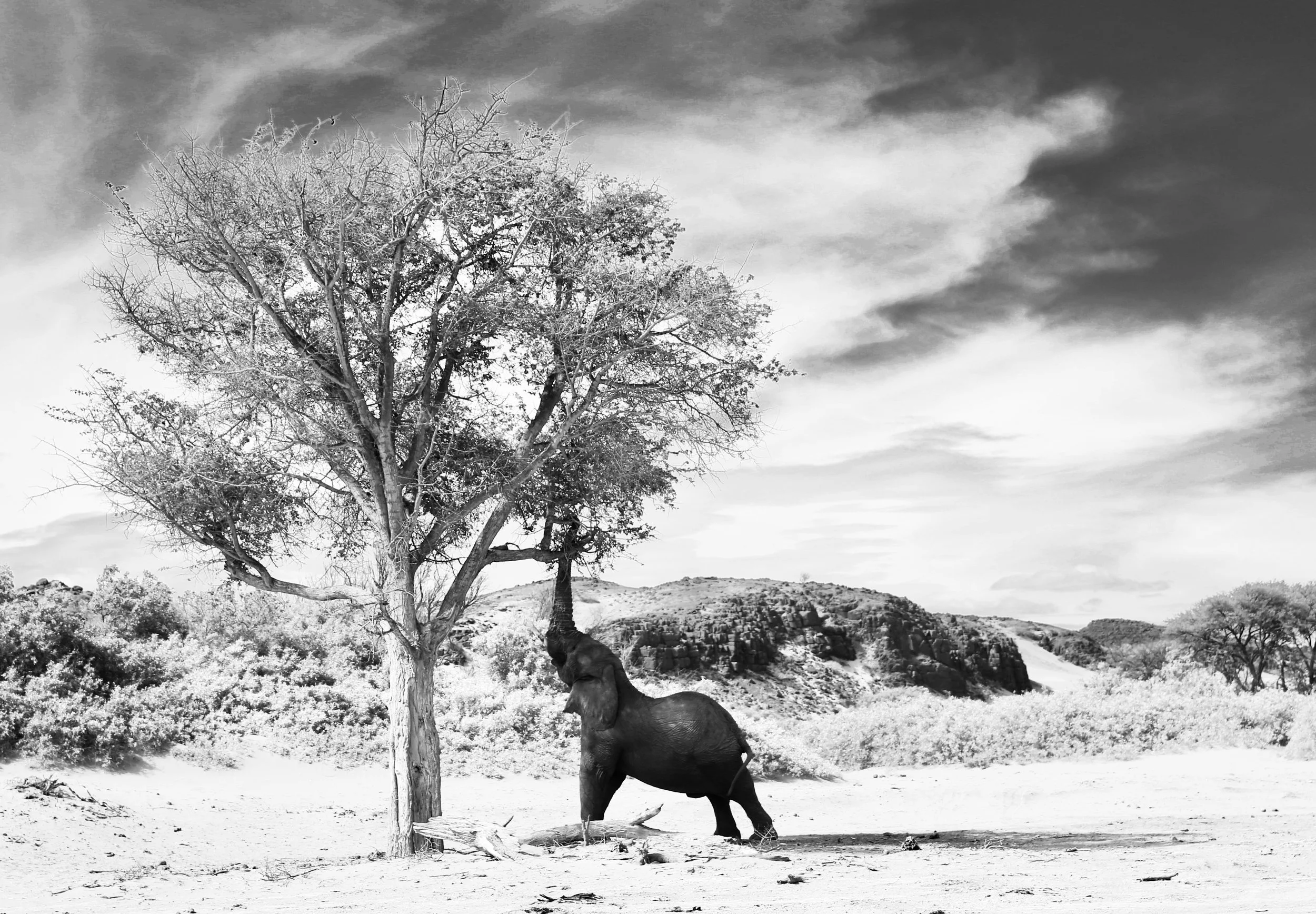 elena-levon-namibia-africa-desert-deadvlei-travel-photography-art-5.jpg