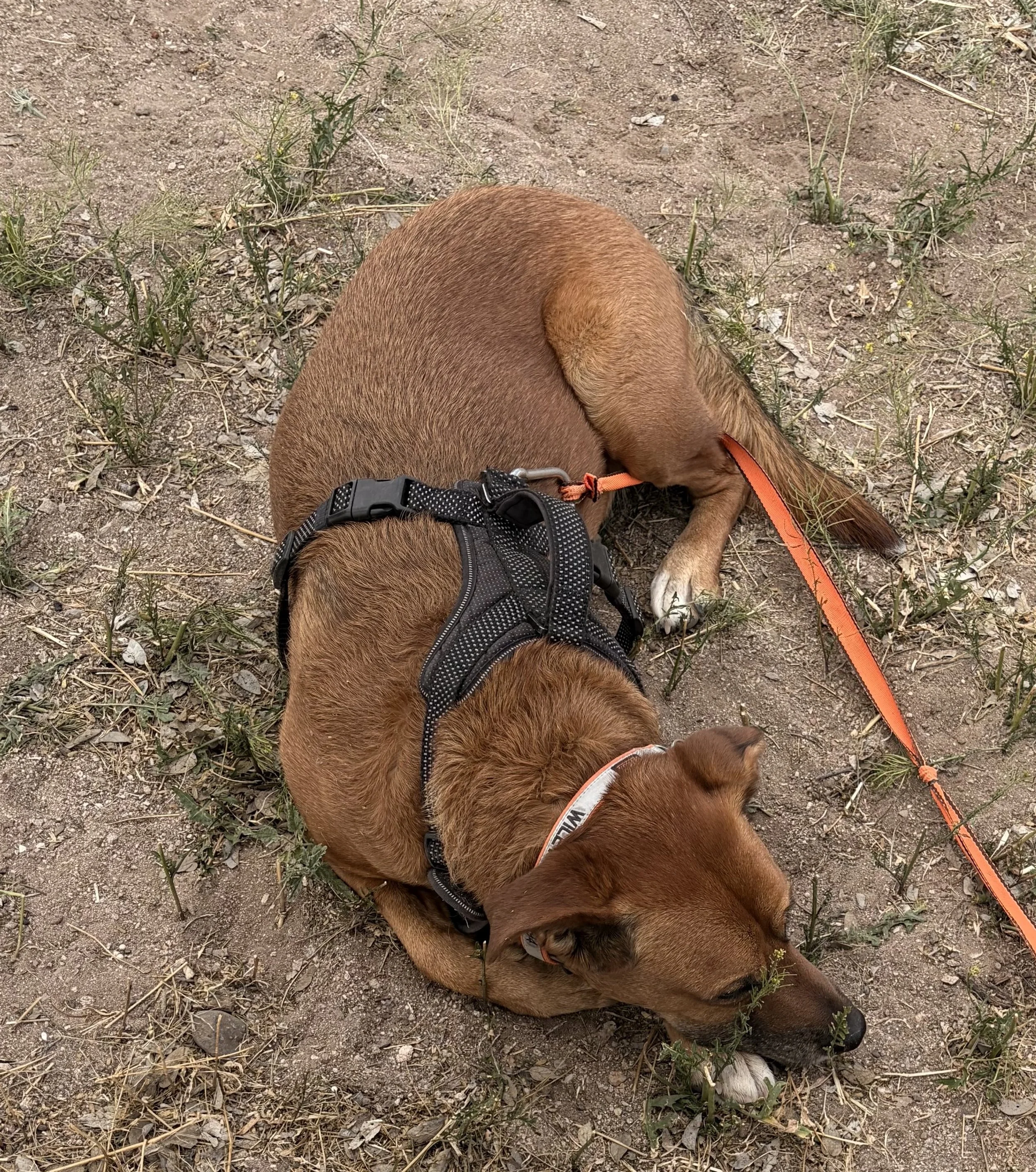 Wiley at Empire Ranch.jpeg