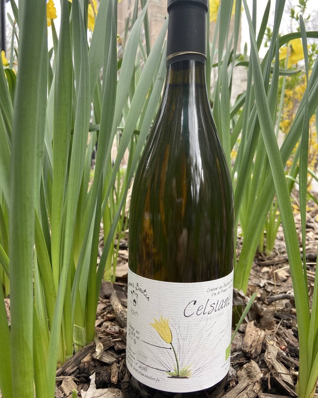 Celsiane! 100% Chenin. Arrivage printanier tant attendu. #vinnaturel #thomasboutin #loire #anjouvin #artisanvigneron ENFIN DISPO AU QU&Eacute;BEC! rendez vous sur la boutique en ligne. lesvinsdejulie.com