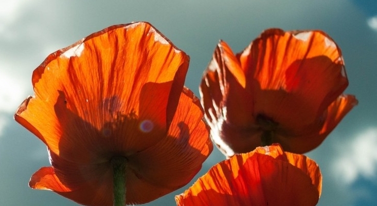 Marx Flowers.jpeg