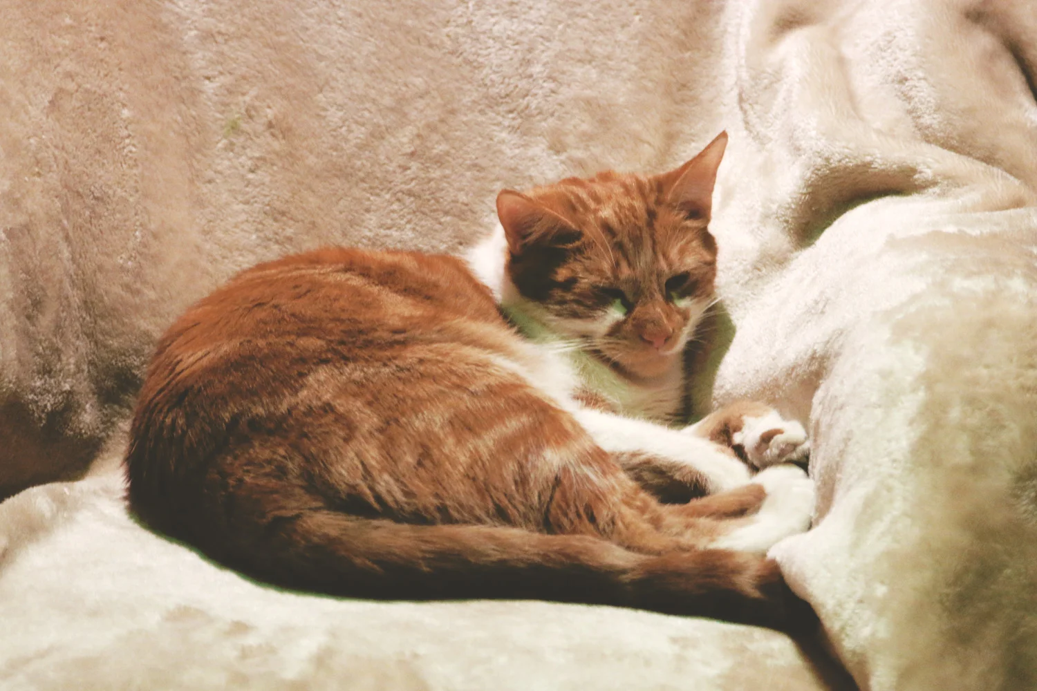catcafe2.jpg