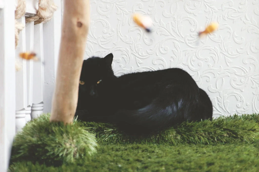 catcafe3-1024x683.jpg