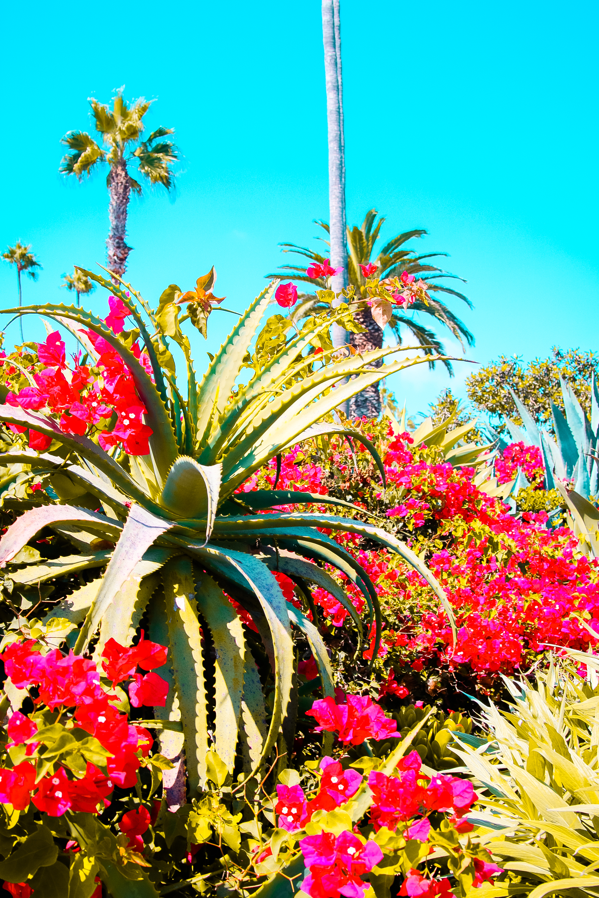 lagunabeach-16.jpg