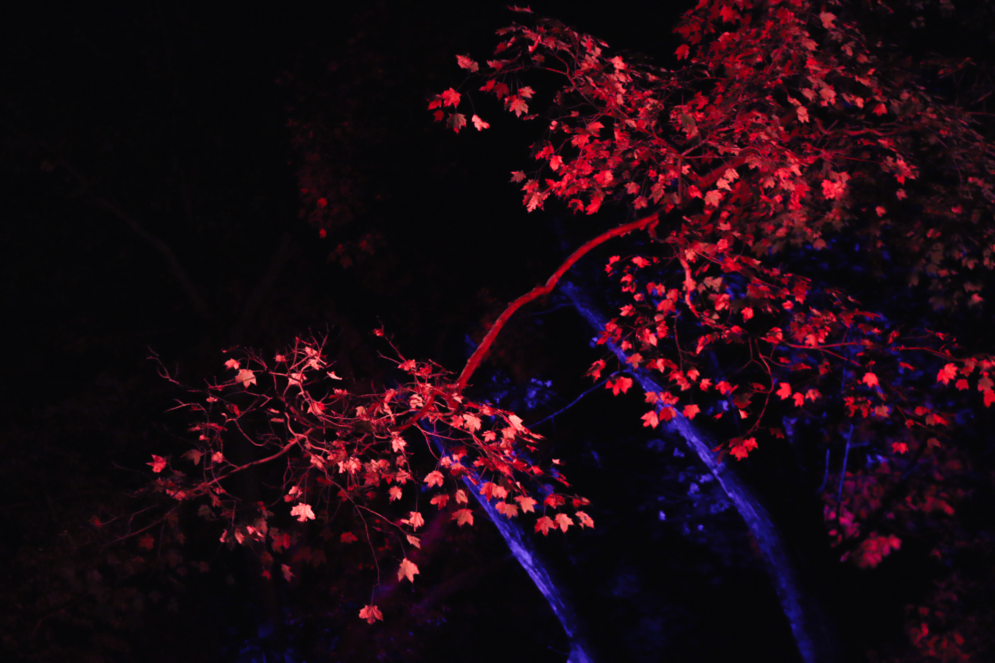 pumpkinblaze-3.jpg