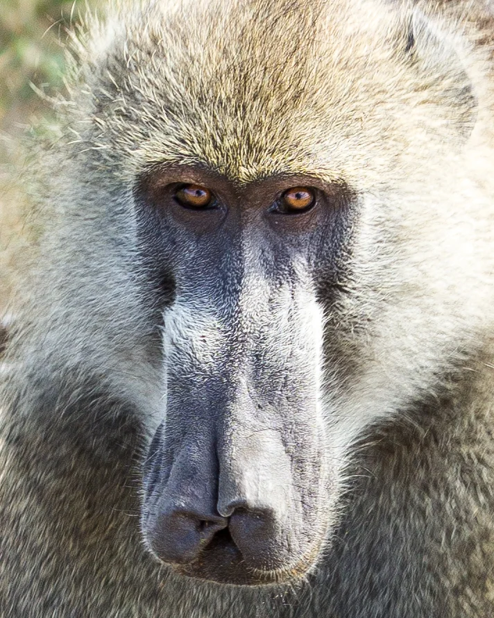 Hwange National Park, Zimbabwe