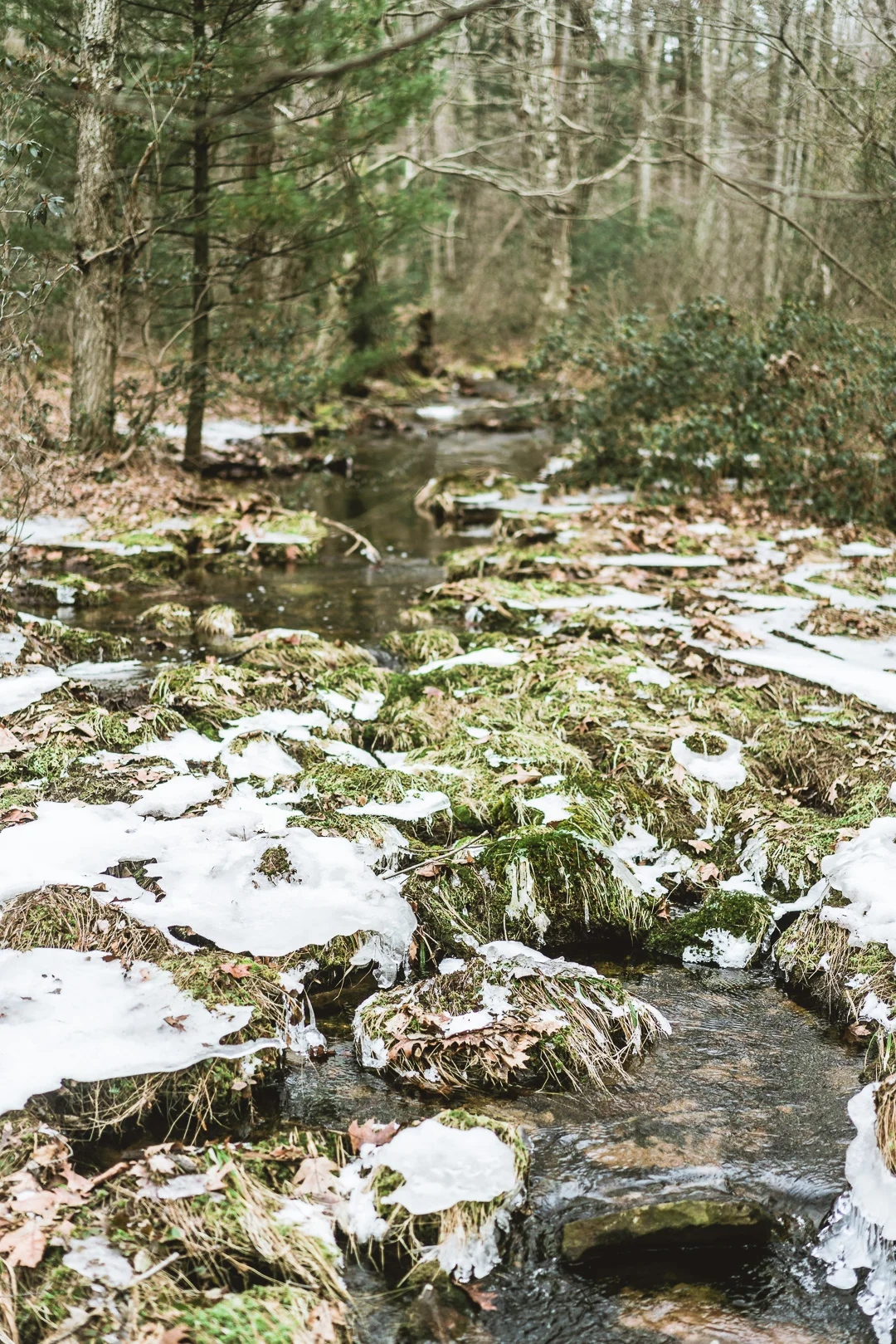 Lighting conditions were pretty much winter gray/blues. Without direct light the wide shots just don't have much going for them. This shot just gives some context for the majority of what we saw along the stream.